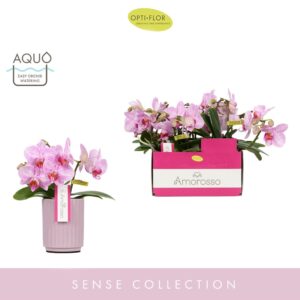 Phalaenopsis Multiflora Amorosso Merlini in Molise Lilac Aquo
(6 Plants/Order)(7cmP 25cmH)