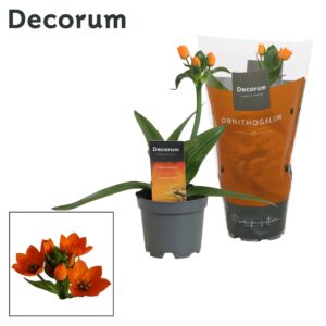 Ornithogalum dubium Ornithogalum Dubium orange 1pp (Decorum)
(11 Plants/Order)(10.5cmP 20cmH)
