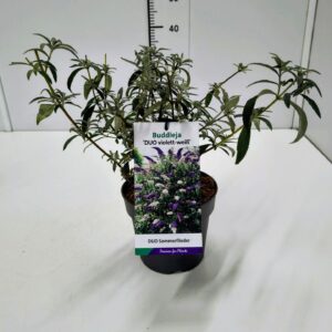 Buddleja Buddleja dav. Duo Violet-Wit 25-30C2
(1 Plants/Order)(17cmP 30cmH)