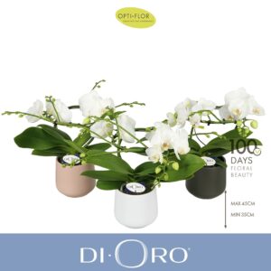 Phalaenopsis white more Ripsen Dioro Prestige 2 spike in Anja mix
(3 Plants/Order)(12cmP 50cmH)