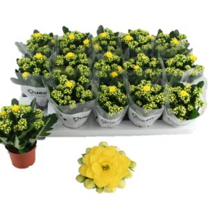 Kalanchoe Calandiva Bleeth Ruth
(15 Plants/Order)(9cmP 17cmH)
