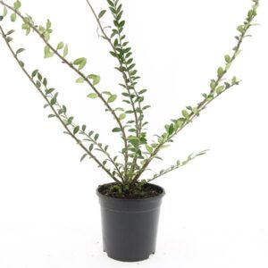 Lonicera pileata Lonicera pileata
(8 Plants/Order)(14cmP 10cmH)