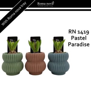 Hyacinthus Arrangement 1419 - Pastel Paradise (Hyacint 6cm)
(9 Plants/Order)(8cmP 16cmH)