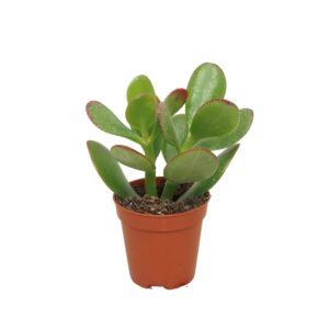 Crassula Sunset Crassula sunset 5,5 cm
(20 Plants/Order)(5.5cmP 8cmH)