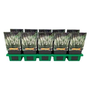 Veronica spicata Alba Veronica Spicata 'Alba' P11
(10 Plants/Order)(11cmP 25cmH)