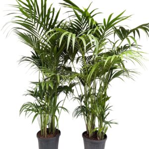Howea forsteriana Howea forsteriana P35 H220
(1 Plants/Order)(35cmP 220cmH)
