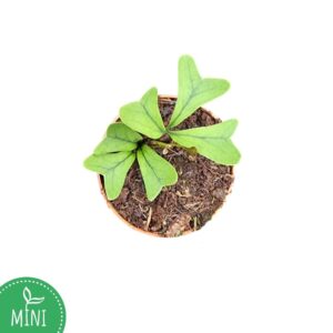 Schefflera Schefflera Triangularis
(10 Plants/Order)(7cmP 15cmH)