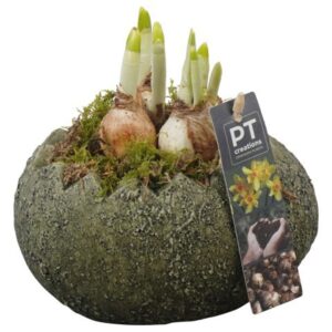 Narcissus Tete a Tete PTNP4533 Arrangement Narcissus Easter in beton kip
(6 Plants/Order)(16cmP 18cmH)