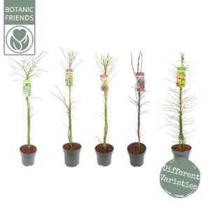 Acer palmatum Acer palm. 'Mix'
(1 Plants/Order)(30cmP 160cmH)