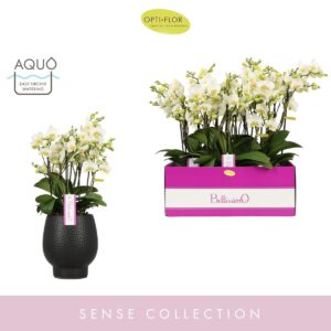 Phalaenopsis Multiflora Bellissimo Bella in Abruzzo Black Aquo
(3 Plants/Order)(15cmP 50cmH)