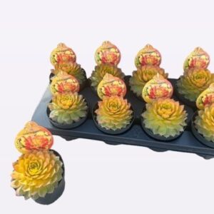 Sempervivum Gold nugget @10
(10 Plants/Order)(12cmP 18cmH)