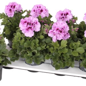 Pelargonium Pelargonium Grandifloru Pelg. Bella Donna Lavendel 12cm
(8 Plants/Order)(12cmP 28cmH)