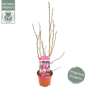 Magnolia Magnolia 'Susan'
(1 Plants/Order)(21cmP 70cmH)