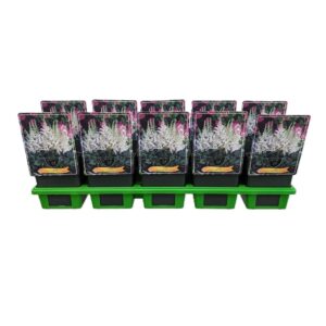 Astilbe Astilbe Little Visions in White P11
(10 Plants/Order)(11cmP 25cmH)