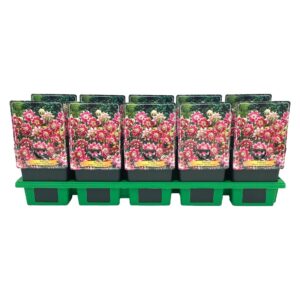 Aquilegia vulgaris Aquilegia vulgaris 'Nora Barlow' P11
(10 Plants/Order)(11cmP 25cmH)