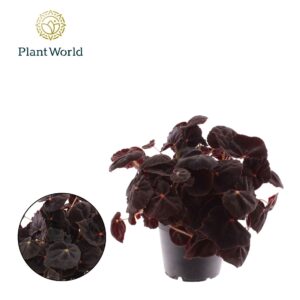 Begonia Magic Colours Conga Begonia rex Conga
(8 Plants/Order)(12cmP 25cmH)