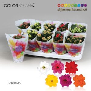 Kalanchoe Kalanchoe ColorSplash - 5 Colors mix
(10 Plants/Order)(10.5cmP 20cmH)