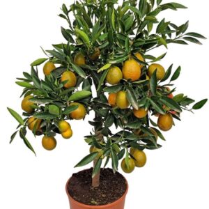 Fortunella margarita Citrus Kucle Stem
(1 Plants/Order)(21cmP 75cmH)