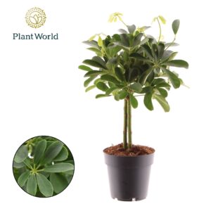 Schefflera Nora Schefflera Compacta (Nora) op stam
(9 Plants/Order)(14cmP 55cmH)