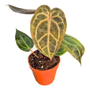 Anthurium Leaf DocBlock Anthurium Home, Sweet Home® '32' X Dark & Handsome® '9'
(5 Plants/Order)(9cmP 20cmH)