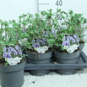 Polemonium reptans Polemonium 'Heaven Scent' P17
(1 Plants/Order)(17cmP 35cmH)