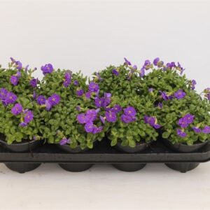 Aubrieta gracilis Kitte Aubrieta gracilis 'Kitte'
(8 Plants/Order)(13cmP 15cmH)