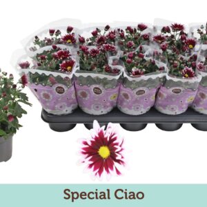 Chrysanthemum Ciao Chrysanthemum Special Ciao
(10 Plants/Order)(12cmP 25cmH)