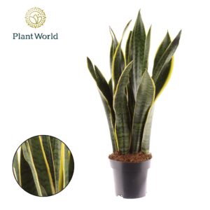 Sansevieria Laurentii Sansevieria Laurentii XL
(9 Plants/Order)(14cmP 45cmH)