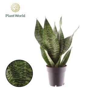 Sansevieria Sansevieria trifasciata ‘Larenzi’
(6 Plants/Order)(14cmP 40cmH)