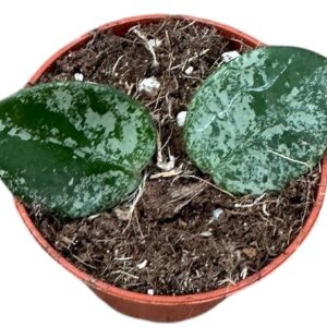 Hoya Hoya Mathilde Splash
(20 Plants/Order)(6cmP 8cmH)