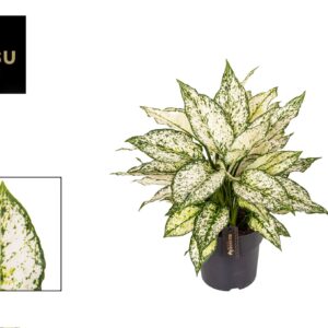 Aglaonema other Aglaonema White Kiwi
(1 Plants/Order)(19cmP 40cmH)
