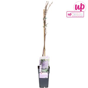 Wisteria floribunda Multijuga Wisteria floribunda Naga Noda P15
(10 Plants/Order)(15cmP 70cmH)