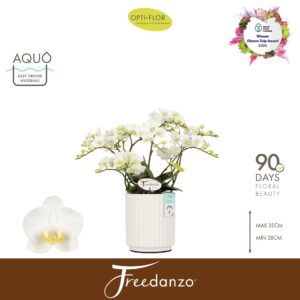Phalaenopsis Multiflora Freedanzo Dove in Molise White Aquo
(6 Plants/Order)(12cmP 40cmH)