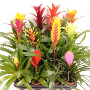Bromelia Bromelia exclusieve mix
(18 Plants/Order)(9cmP 40cmH)