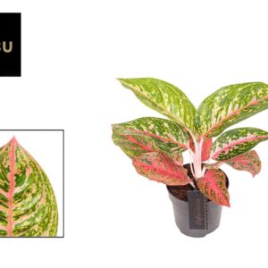 Aglaonema other Aglaonema Red Reflections
(12 Plants/Order)(12cmP 40cmH)