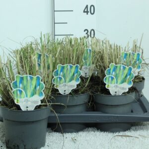 Pennisetum orientale Pennisetum orientale 'Fairy Tails' P17
(1 Plants/Order)(17cmP 30cmH)