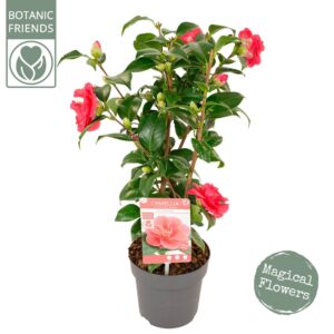 Camellia reticulata Mary Williams Camellia ret. 'Mary Williams' Premium
(6 Plants/Order)(15cmP 45cmH)