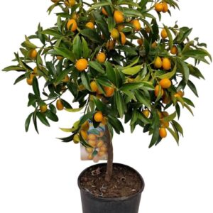 Fortunella margarita Citrus Kumquat Stem
(1 Plants/Order)(21cmP 75cmH)