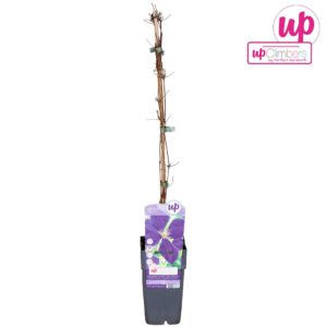 Clematis jackmanii Jackmanii Clematis Jackmanii P15
(10 Plants/Order)(15cmP 65cmH)