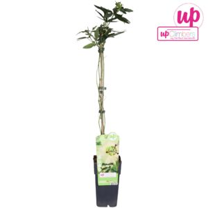 Passiflora Constance Elli Passiflora caerulea Constance Elliot P15
(10 Plants/Order)(15cmP 65cmH)