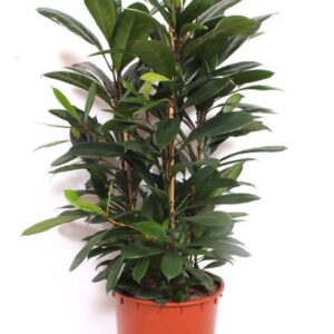 Ficus cyathistipula Ficus Cyathistipula 3pp
(1 Plants/Order)(34cmP 125cmH)