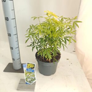 Choisya ternata Choisya ternata Goldfingers ('Limo'PBR)
(1 Plants/Order)(19cmP 40cmH)