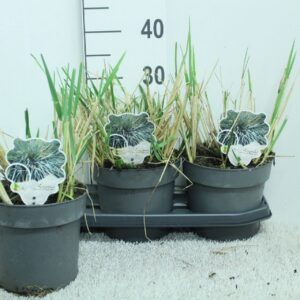 Siergrassen Leymus arenarius Leymus arnenarius 'Blue Dune' P19
(1 Plants/Order)(19cmP 35cmH)