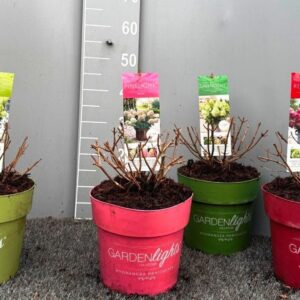 Hydrangea paniculata Hydrangea paniculata Whitelight p23
(1 Plants/Order)(23cmP 60cmH)