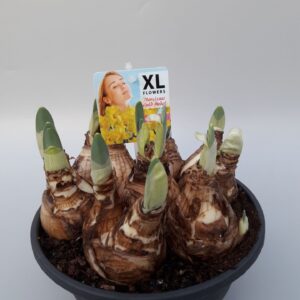 Narcissus Gold Medal Narcissus Gold medal
(1 Plants/Order)(19cmP 20cmH)