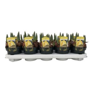 Tulipa other Tulp dark yellow Granny
(10 Plants/Order)(12cmP 20cmH)