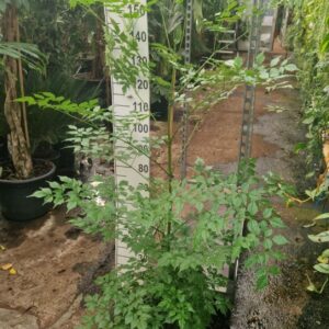 Radermachera sinica Radermachera sinica
(1 Plants/Order)(30cmP 150cmH)