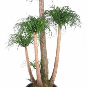Nolina recurvata Beaucarnea busch P41 - 4ft
(1 Plants/Order)(41cmP 160cmH)