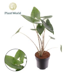 Alocasia zebrina Alocasia Zebrina
(3 Plants/Order)(19cmP 70cmH)