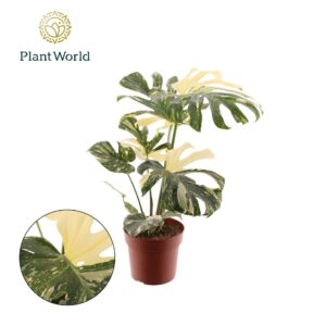 Monstera deliciosa Thai Constellati
(3 Plants/Order)(21cmP 80cmH)